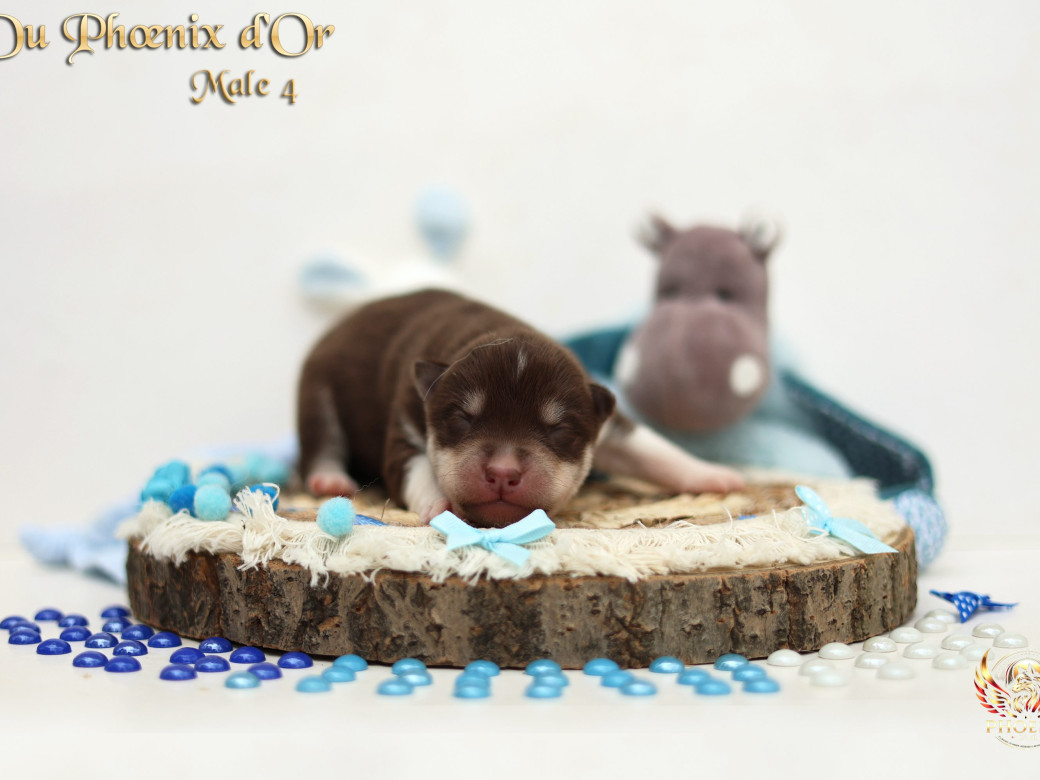 Photo 8 de Mâle 4 - Moon x Ultra (Mars 2026)