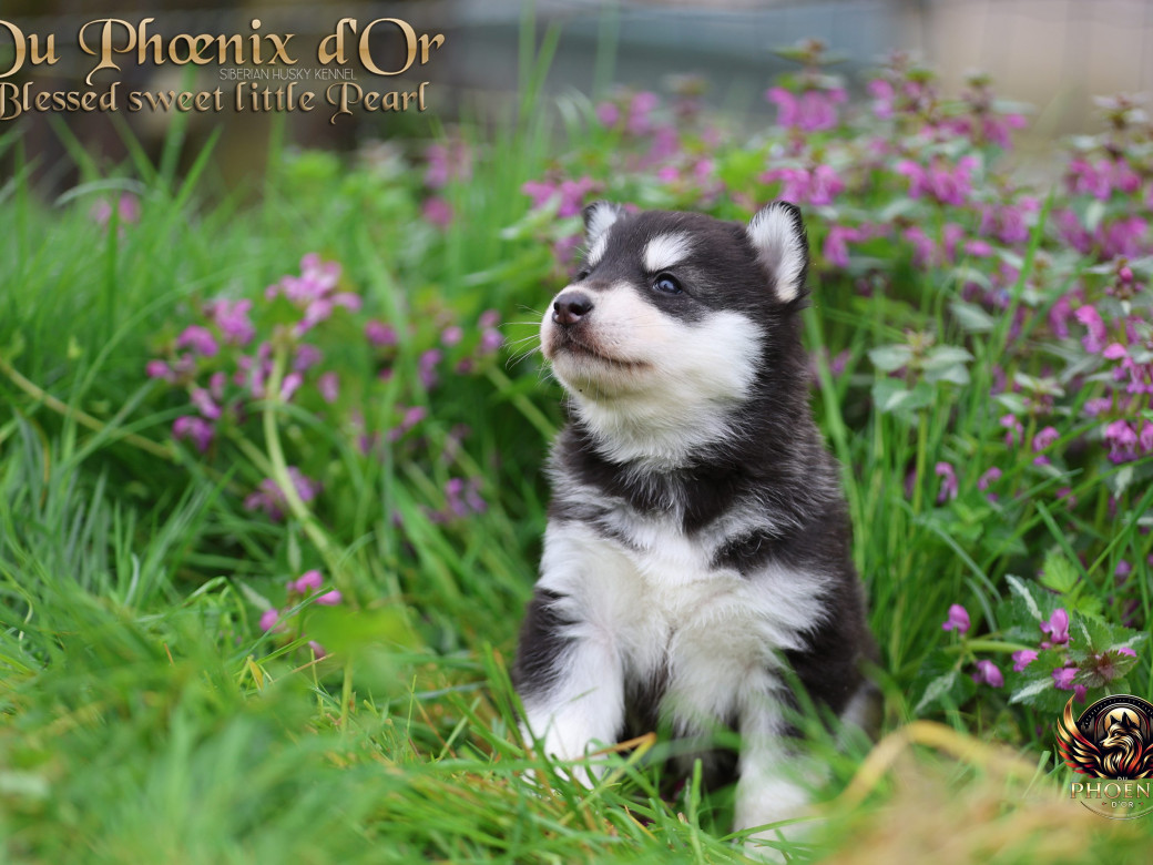 Photo 15 de Femelle 2 - Serena x Ragnar (Février 2026)