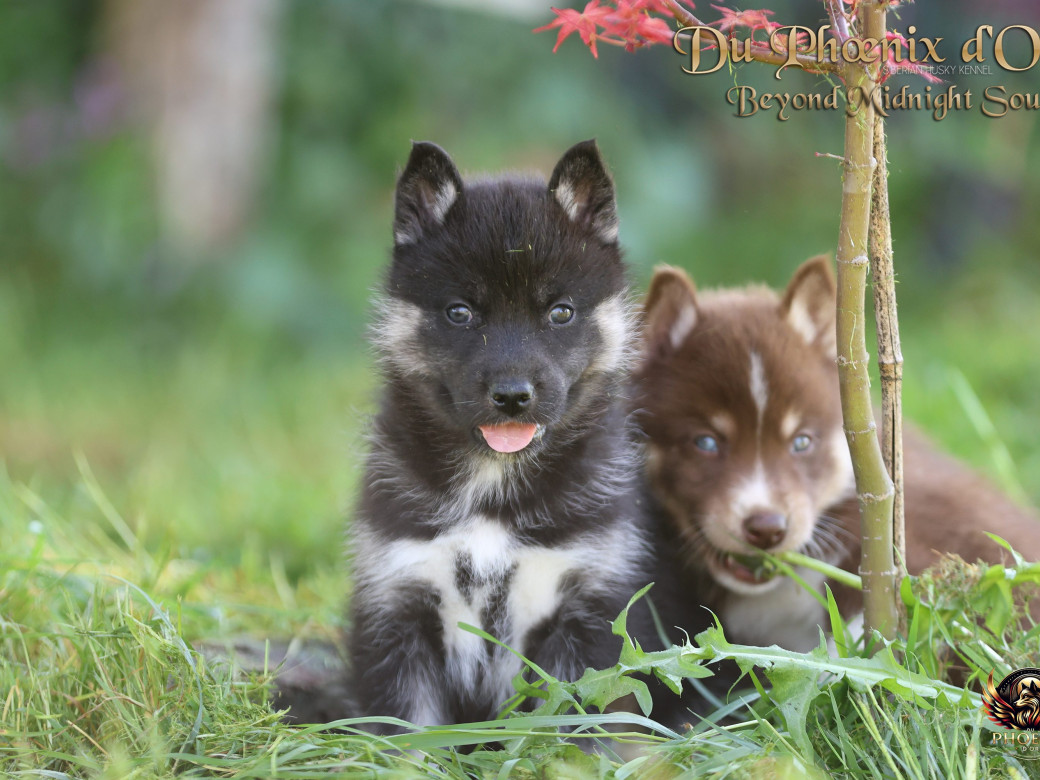 Photo 1 de Femelle 2 - Moon x Ultra (Mars 2026)