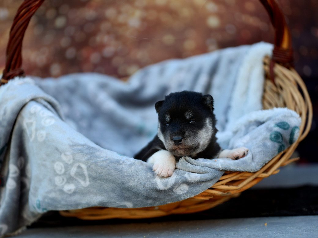 Photo 24 de Femelle 1 - Serena x Ragnar (Février 2026)