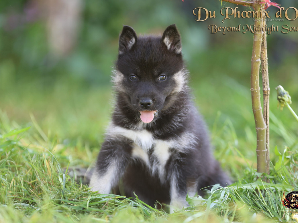 Photo 3 de Femelle 2 - Moon x Ultra (Mars 2026)