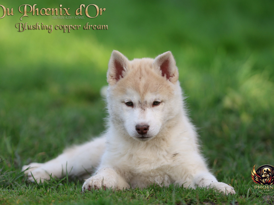 Photo 11 de Femelle 5 - Pandora x Moky (Janvier 2026)