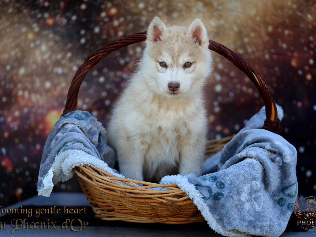 Photo 16 de Femelle 1 - Pandora x Moky (Janvier 2026)