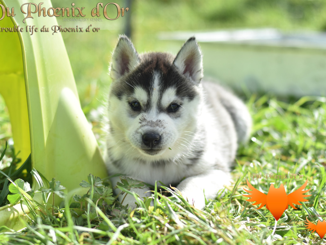 Picture of Untrouble life