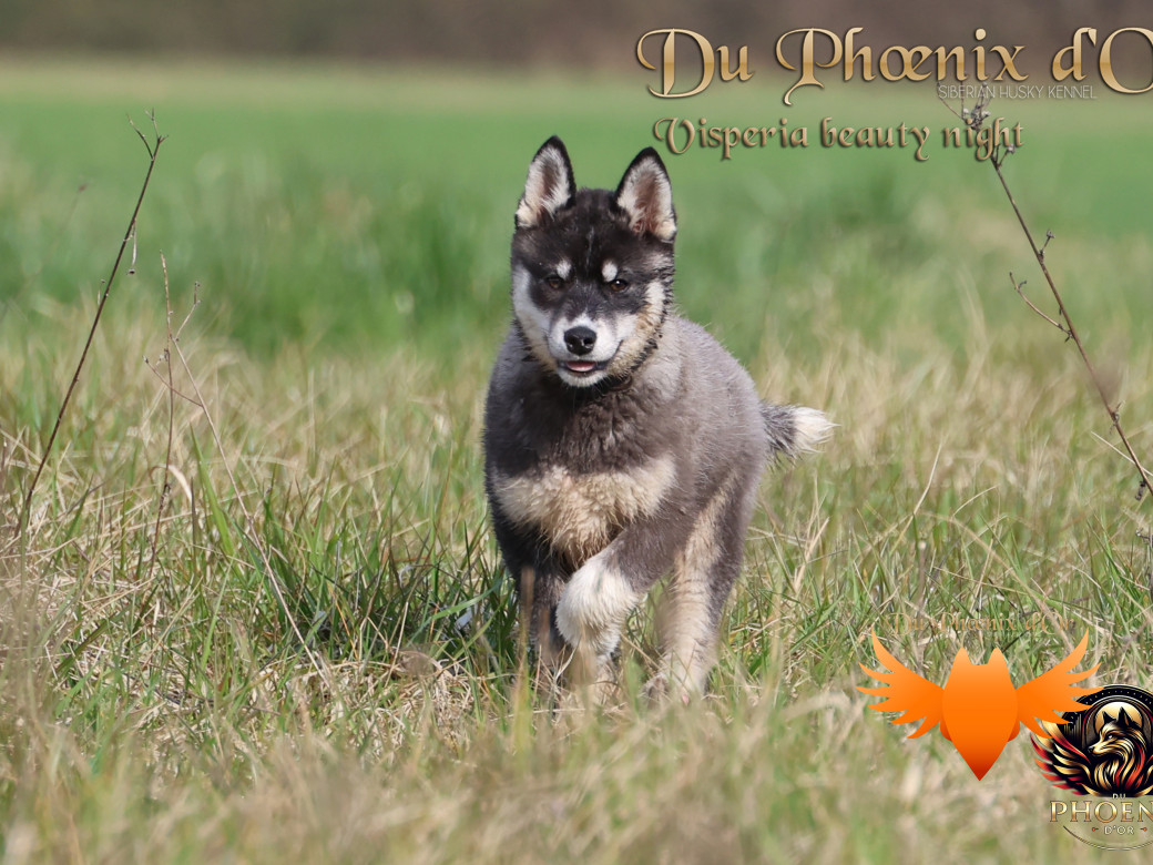 Picture of Visperia - Sky & MOKY (Décembre 2024)