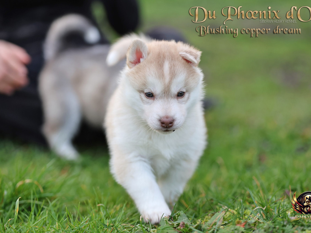 Photo 28 de Femelle 5 - Pandora x Moky (Janvier 2026)