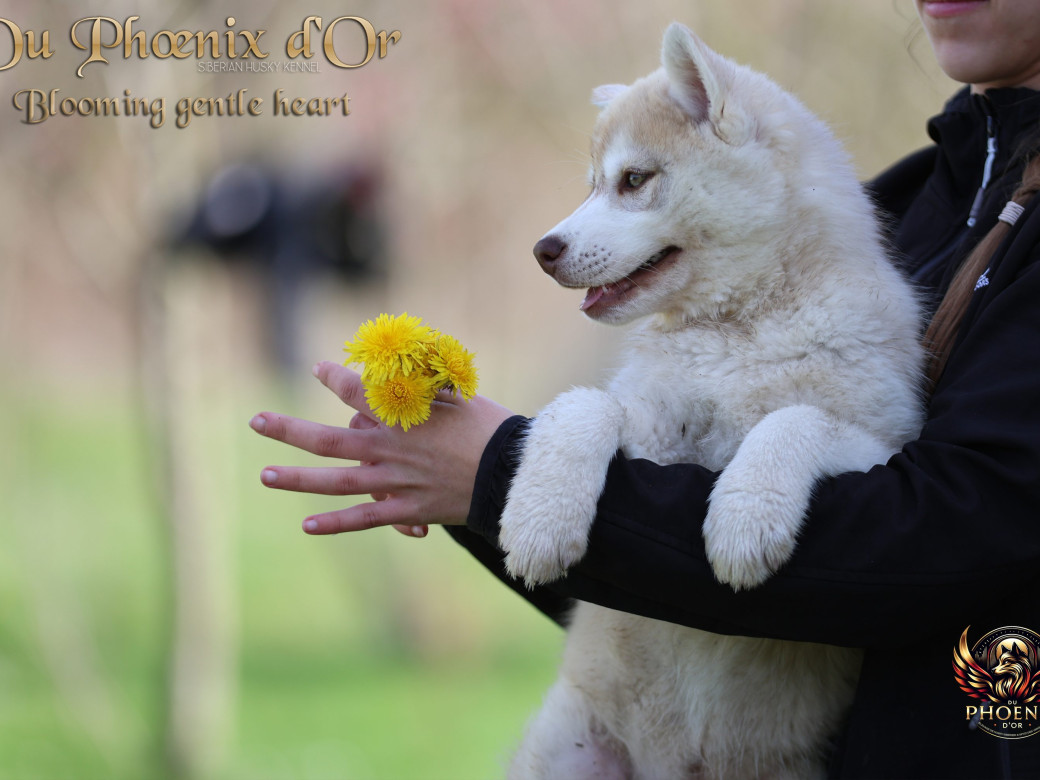 Photo 13 de Femelle 1 - Pandora x Moky (Janvier 2026)