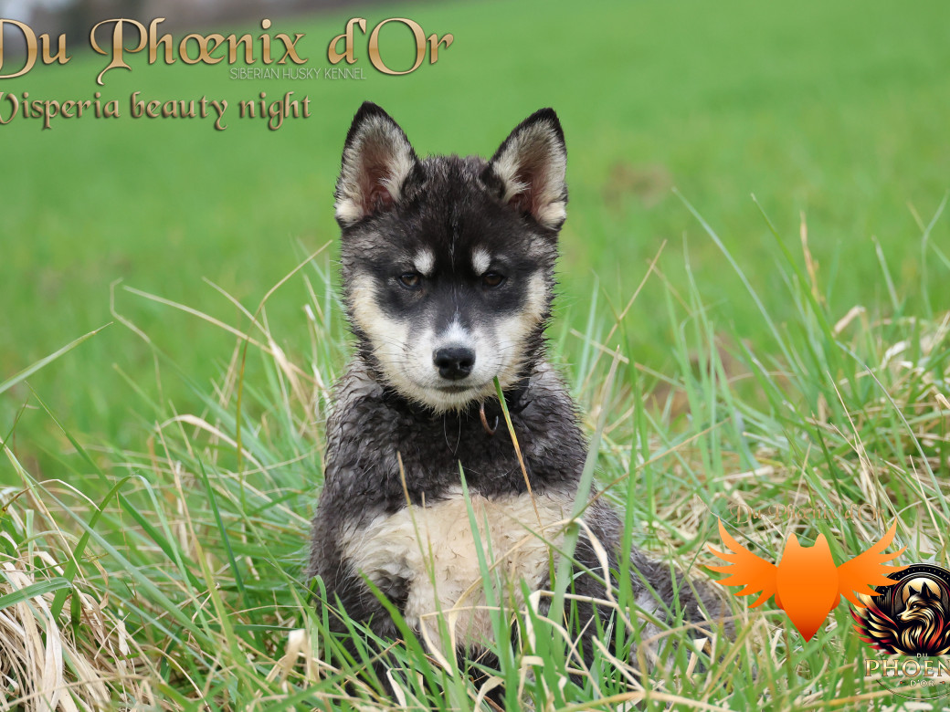 Picture of Visperia - Sky & MOKY (Décembre 2024)