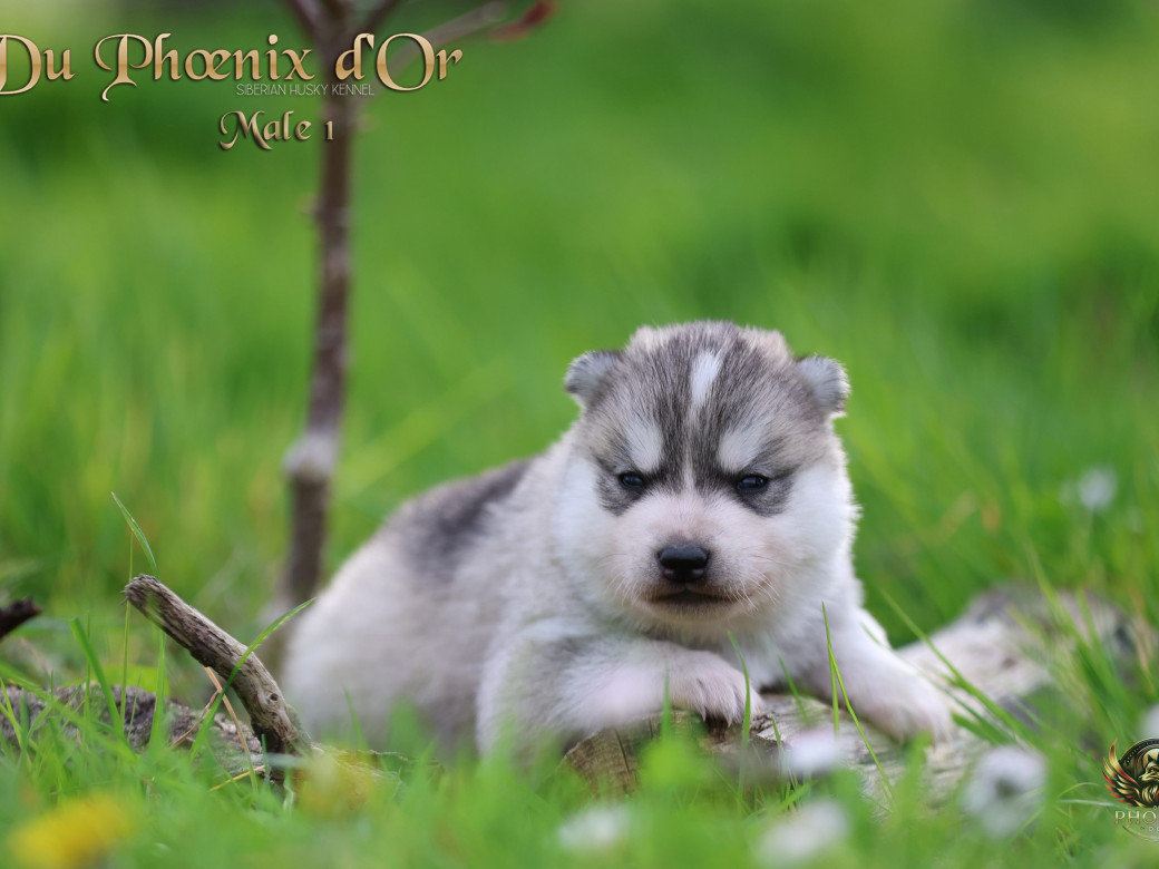 Photo 2 de Mâle 1 - Shana x Unix (Mars 2026)