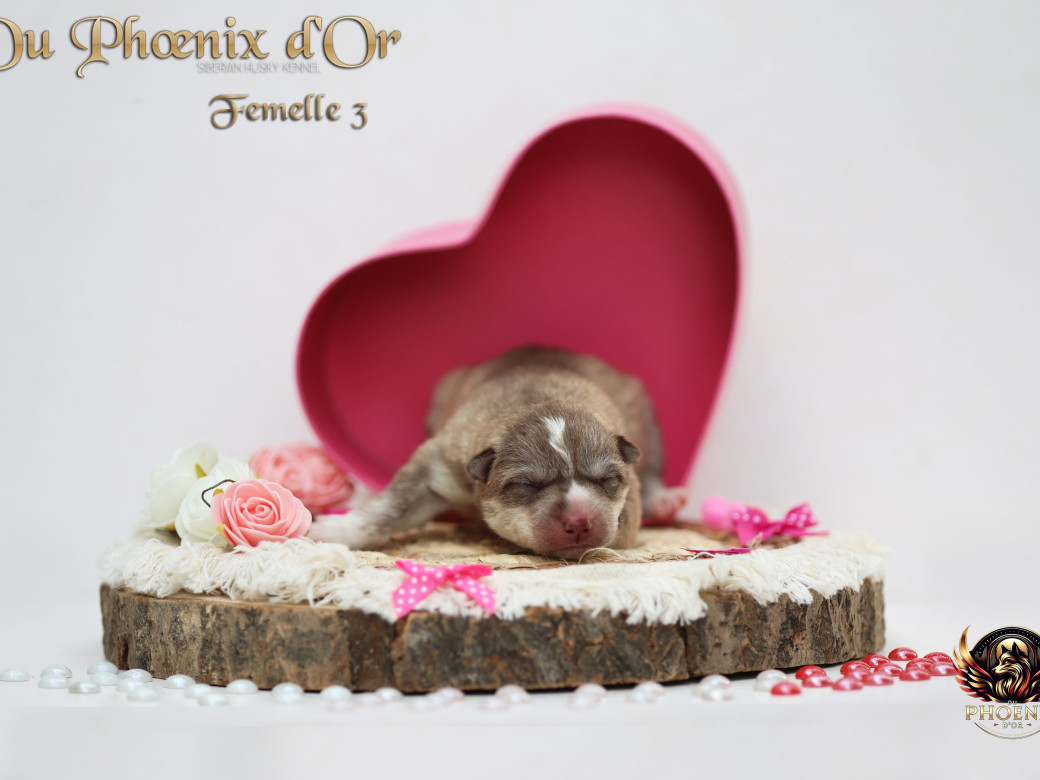 Photo 5 de Femelle 3 - Shana x Unix (Mars 2026)