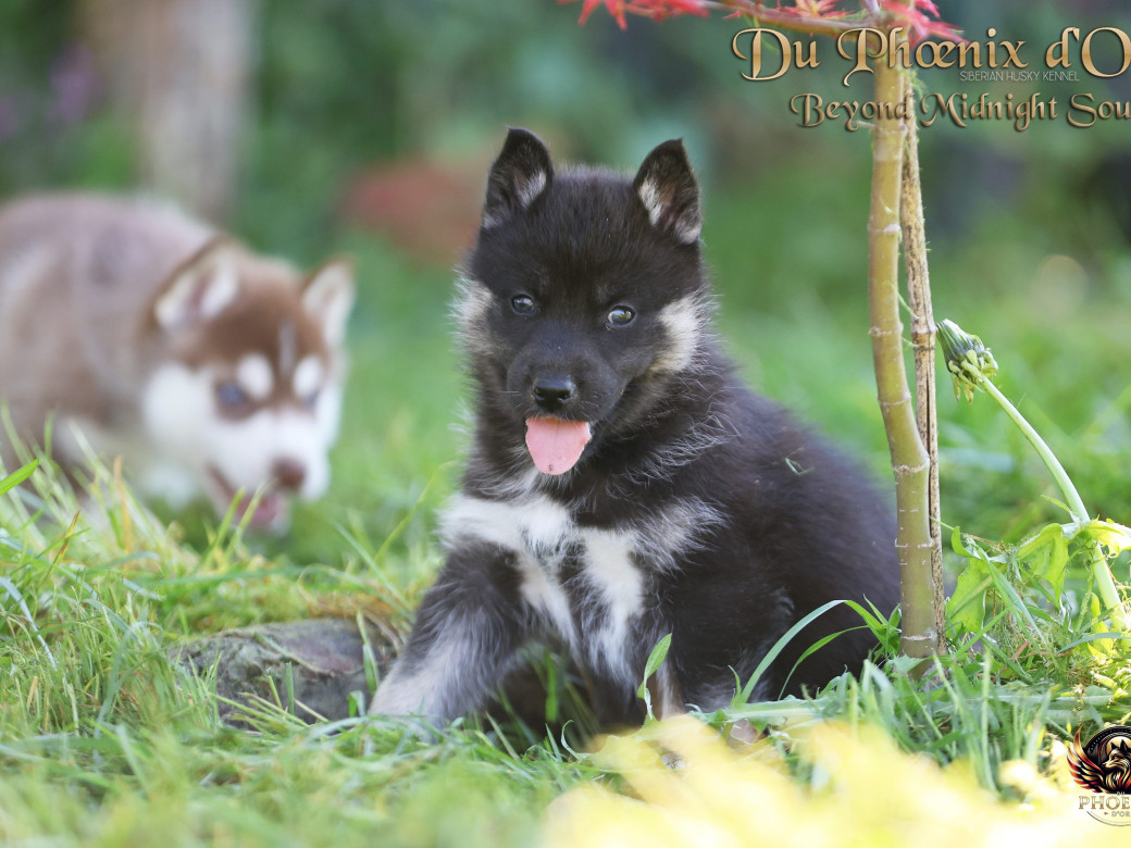 Photo 2 de Femelle 2 - Moon x Ultra (Mars 2026)