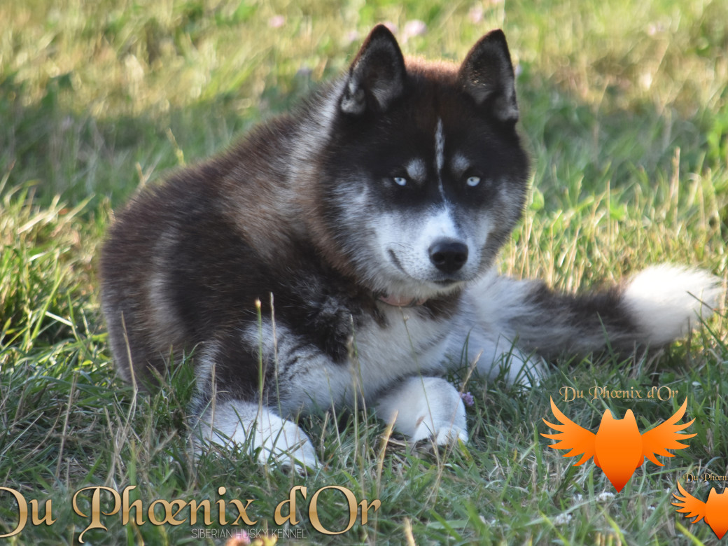 Picture of Uncover black pearl