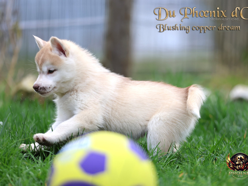 Photo 23 de Femelle 5 - Pandora x Moky (Janvier 2026)