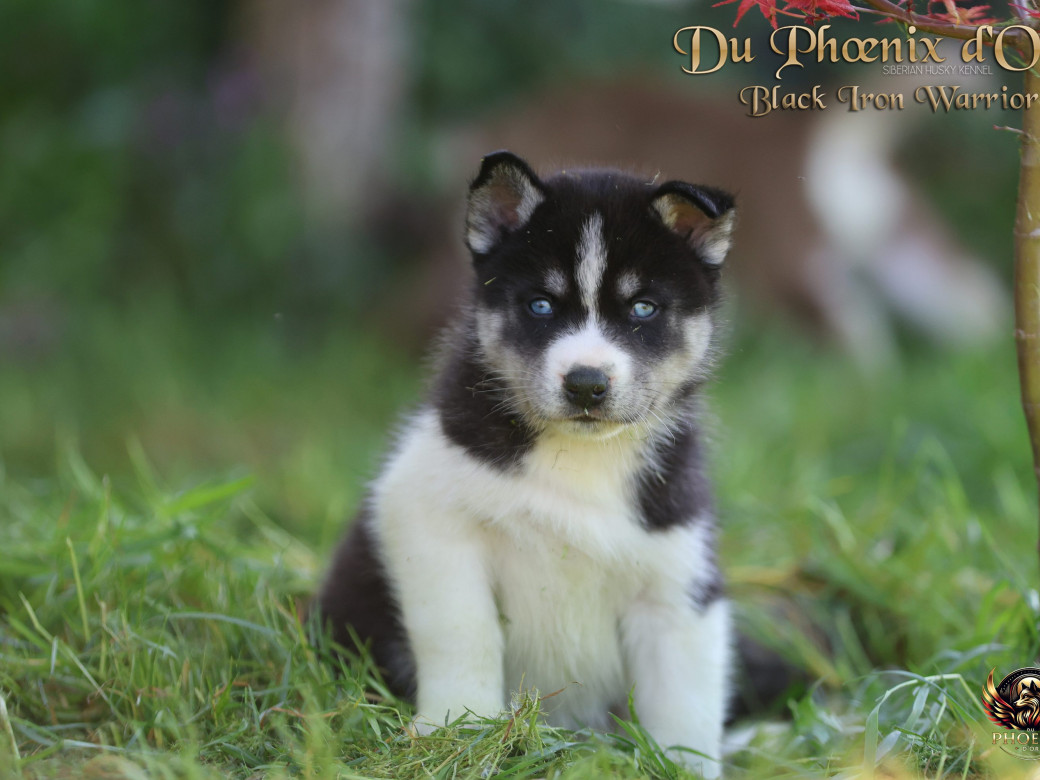 Photo 2 de Mâle 3 - Moon x Ultra (Mars 2026)