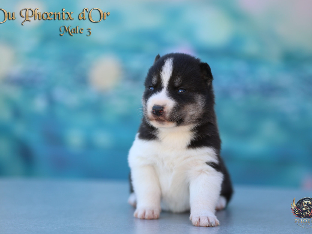 Photo 10 de Mâle 3 - Moon x Ultra (Mars 2026)