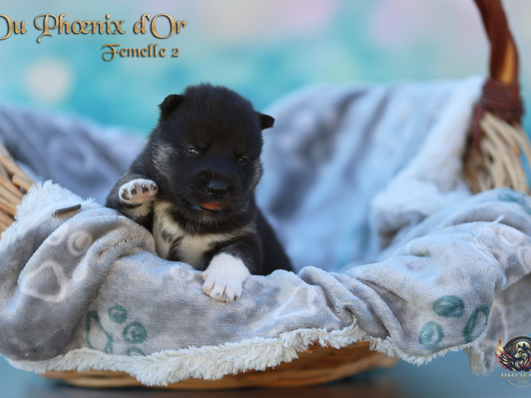 Photo 10 de Femelle 2 - Moon x Ultra (Mars 2026)