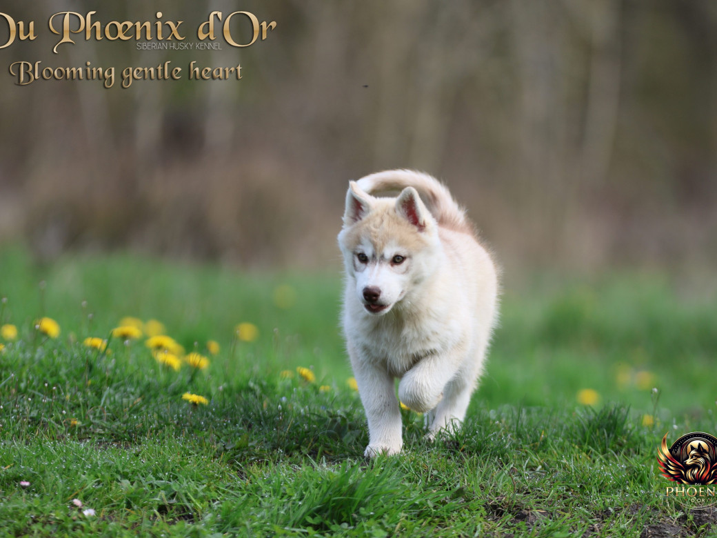 Photo 10 de Femelle 1 - Pandora x Moky (Janvier 2026)