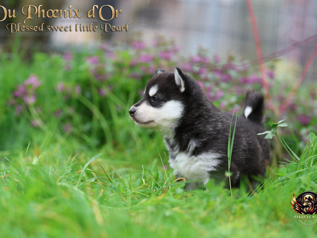 Photo 13 de Femelle 2 - Serena x Ragnar (Février 2026)