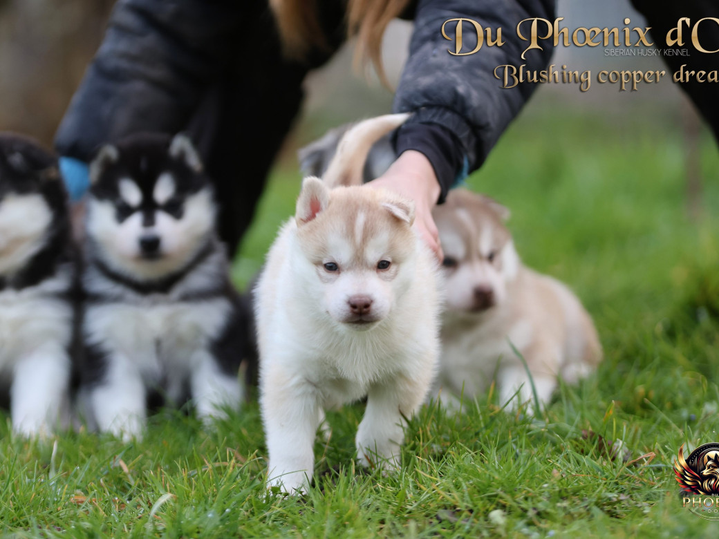 Photo 35 de Femelle 5 - Pandora x Moky (Janvier 2026)