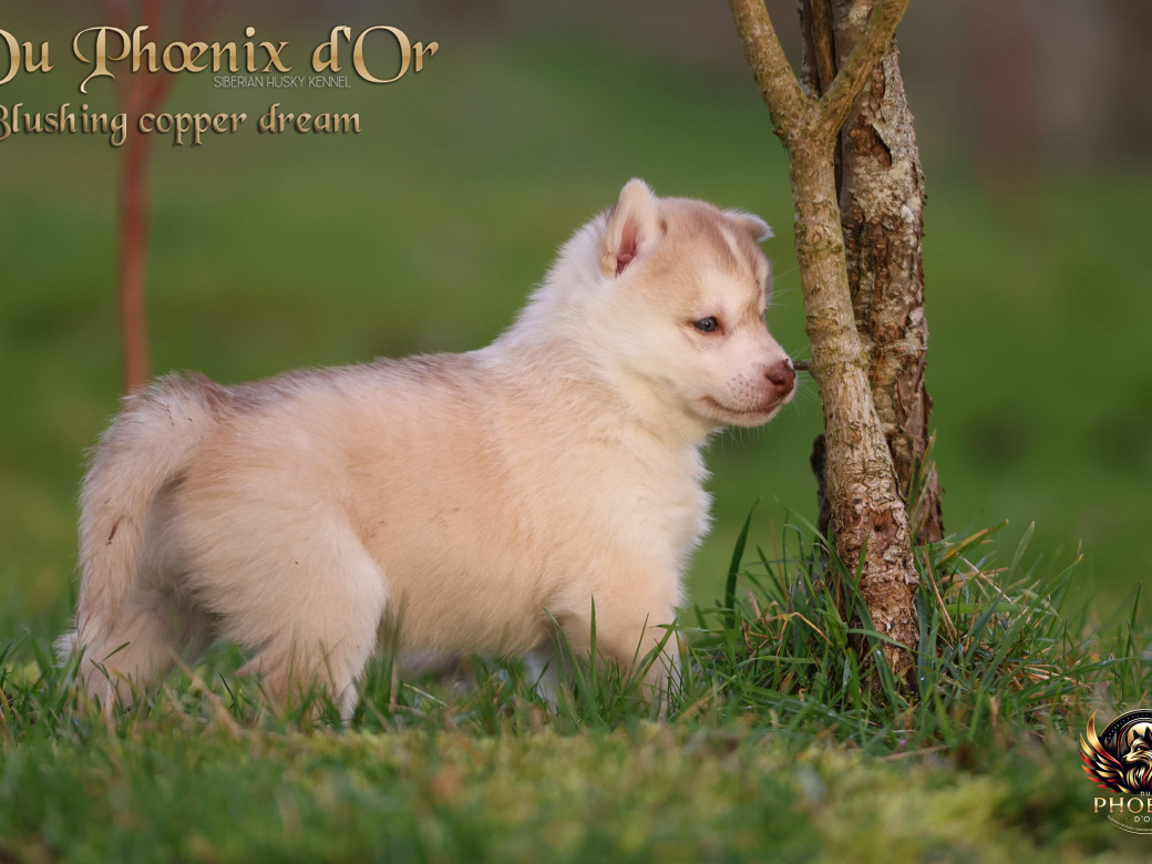 Photo 32 de Femelle 5 - Pandora x Moky (Janvier 2026)