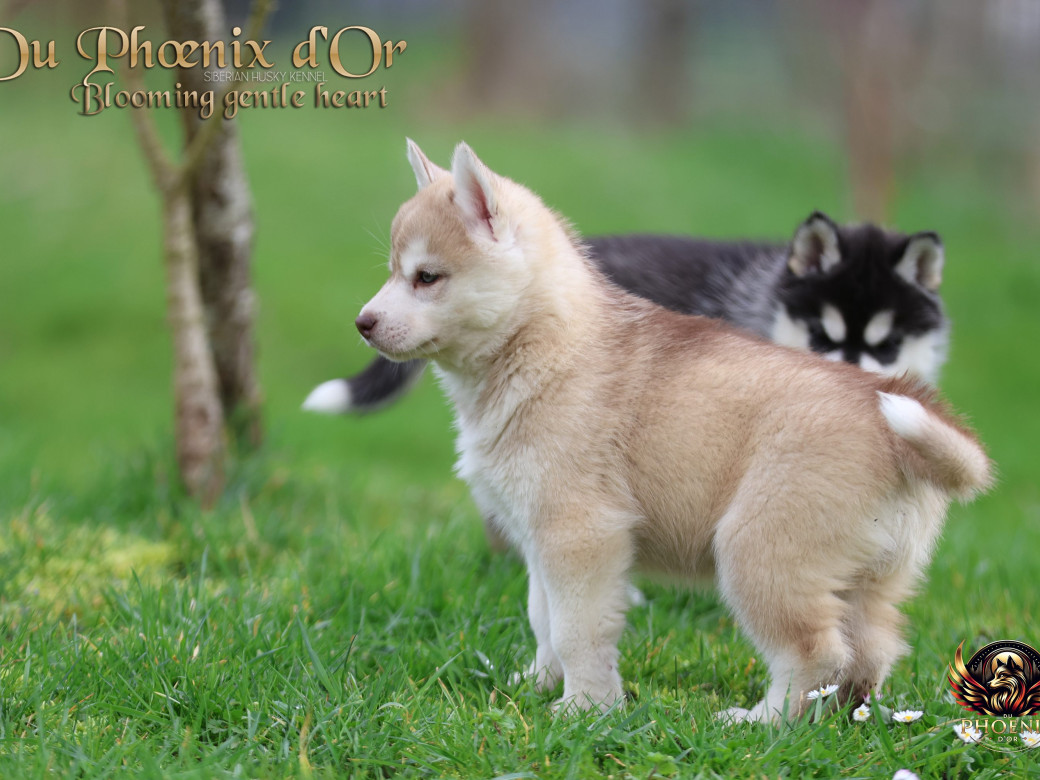 Photo 20 de Femelle 1 - Pandora x Moky (Janvier 2026)