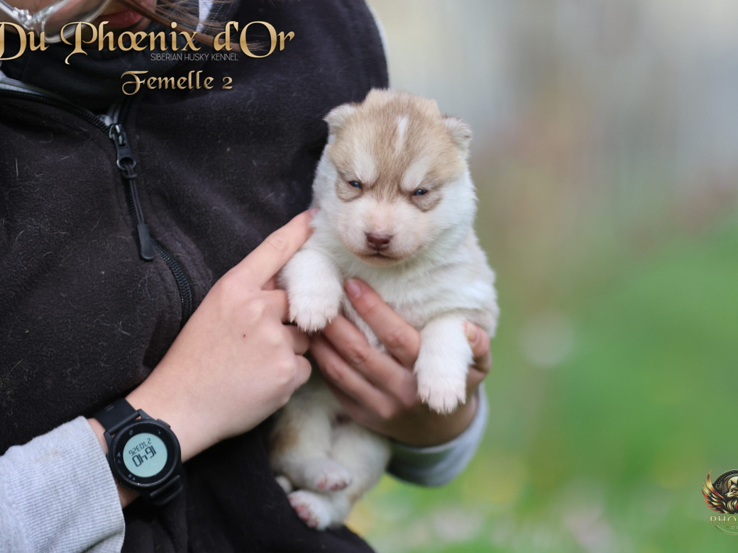 Photo 4 de Femelle 2 - Shana x Unix (Mars 2026)