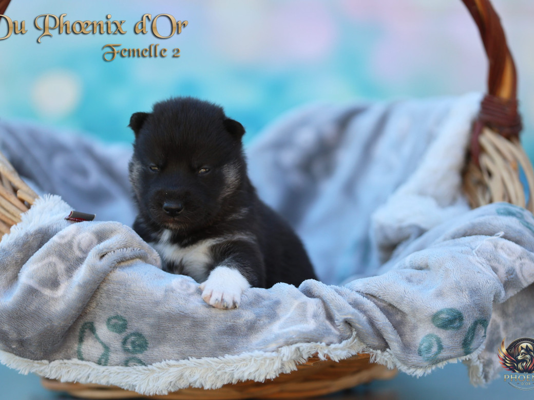 Photo 7 de Femelle 2 - Moon x Ultra (Mars 2026)