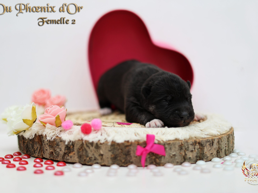 Photo 11 de Femelle 2 - Moon x Ultra (Mars 2026)