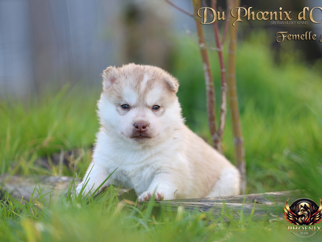 Photo 39 de Femelle 5 - Pandora x Moky (Janvier 2026)