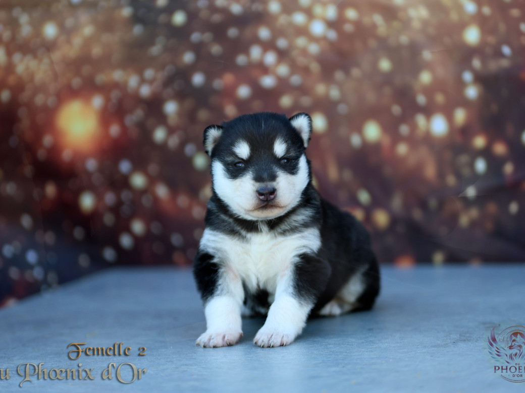 Photo 16 de Femelle 2 - Serena x Ragnar (Février 2026)