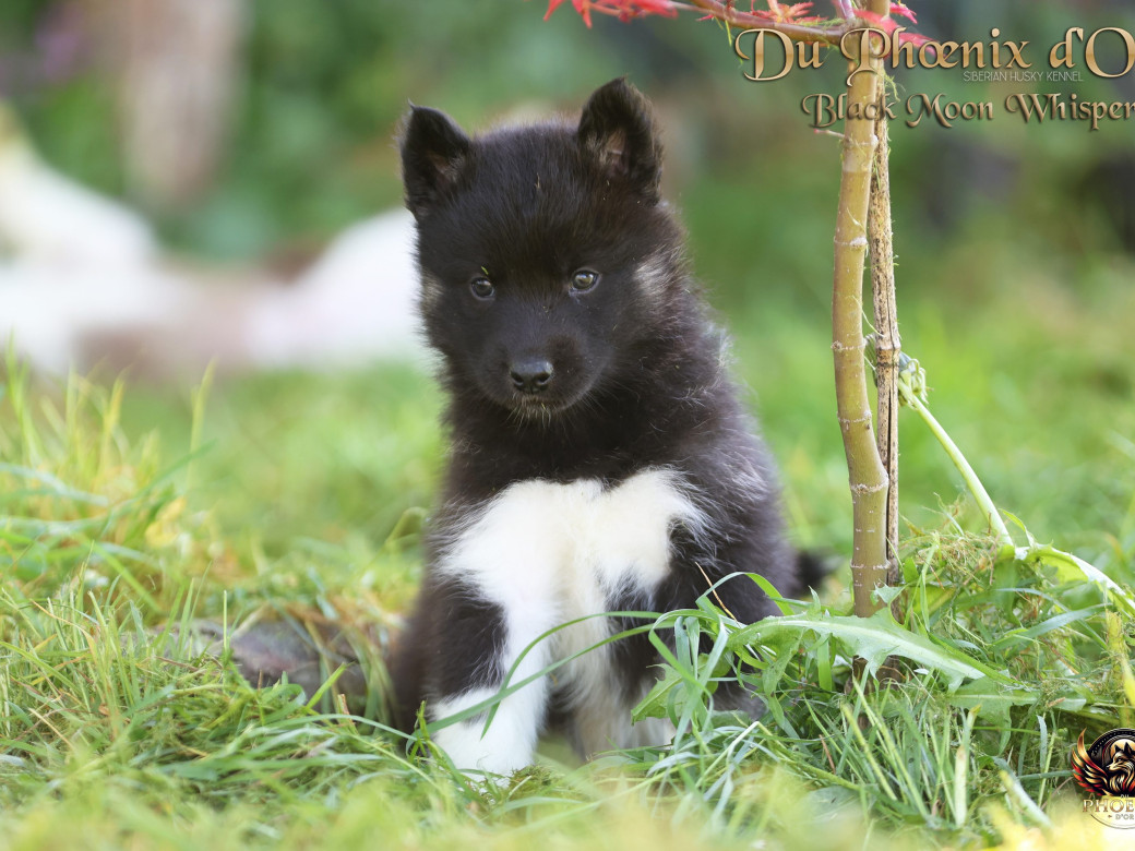 Photo 4 de Femelle 1 - Moon x Ultra (Mars 2026)