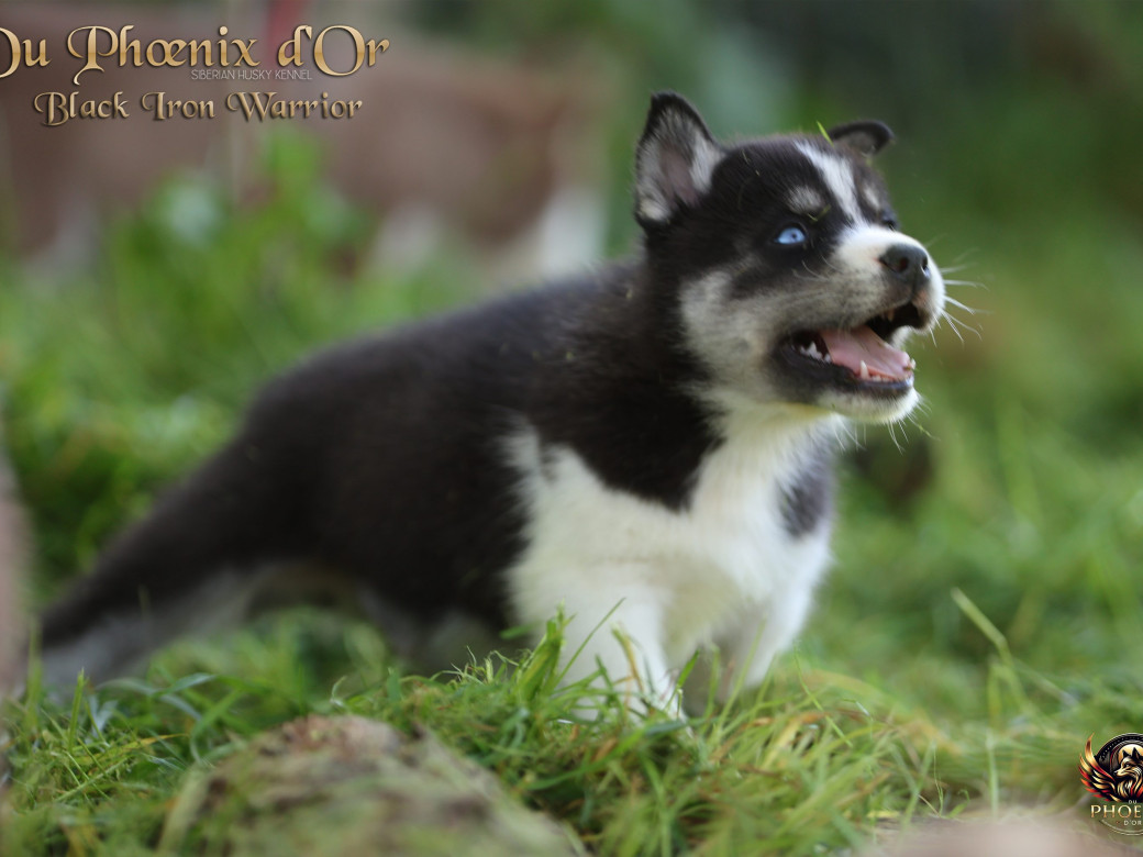 Photo 7 de Mâle 3 - Moon x Ultra (Mars 2026)