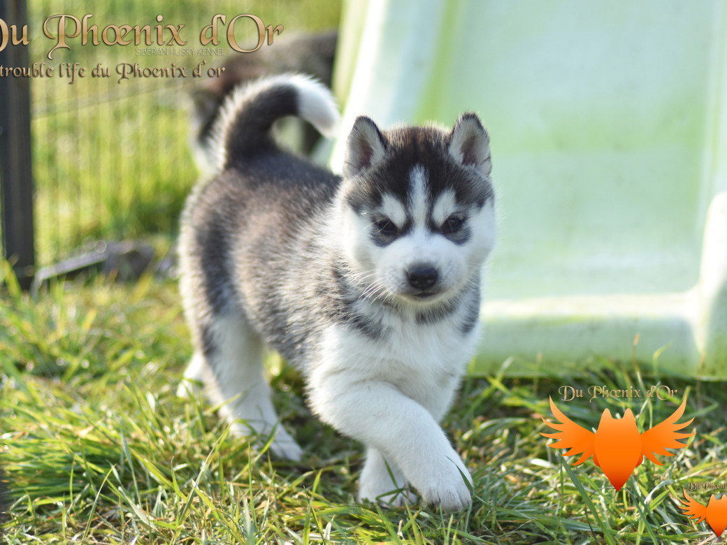 Picture of Untrouble life