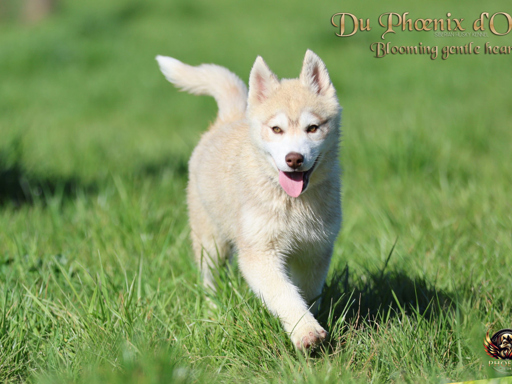 Photo 3 de Femelle 1 - Pandora x Moky (Janvier 2026)