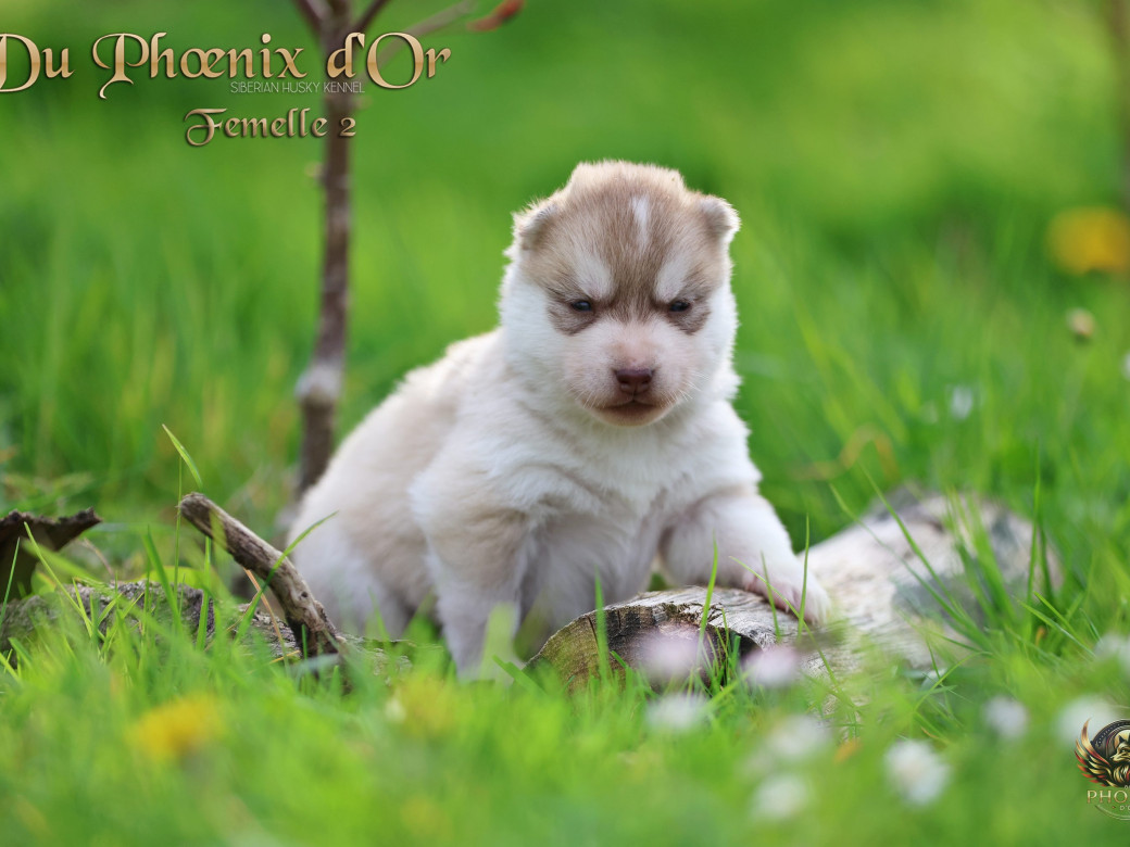 Photo 2 de Femelle 2 - Shana x Unix (Mars 2026)