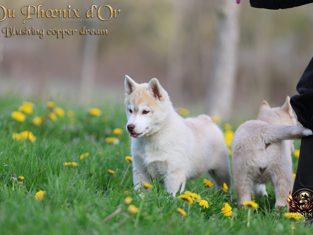 Photo 10 de Femelle 5 - Pandora x Moky (Janvier 2026)