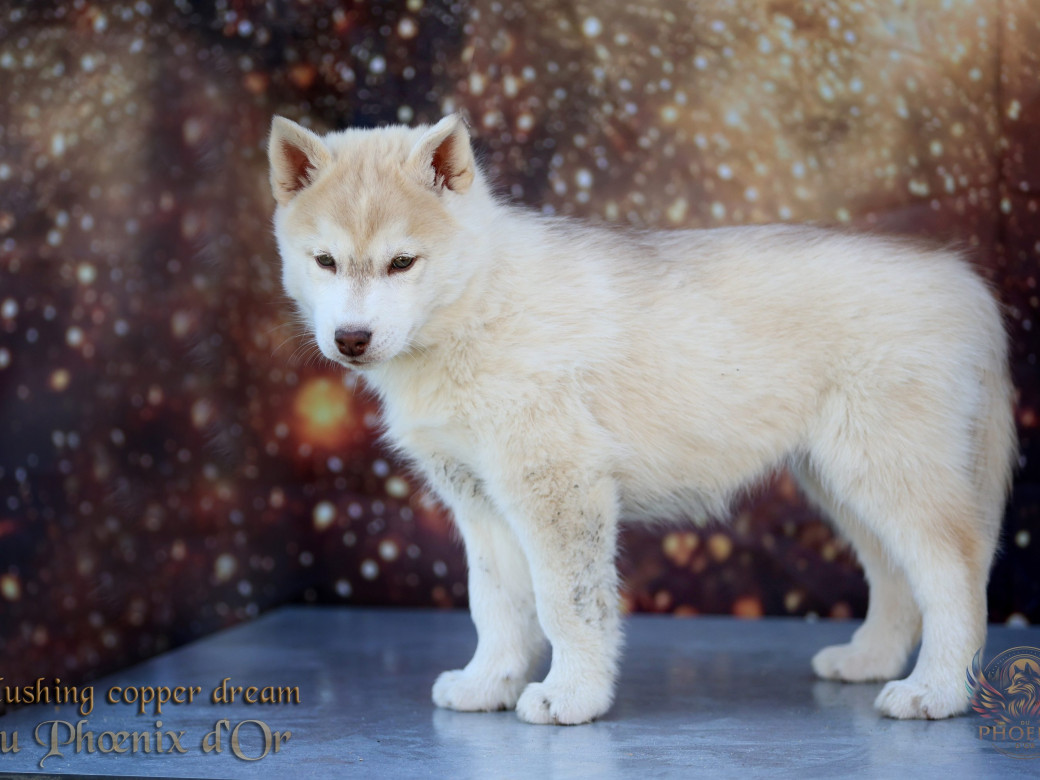 Photo 19 de Femelle 5 - Pandora x Moky (Janvier 2026)