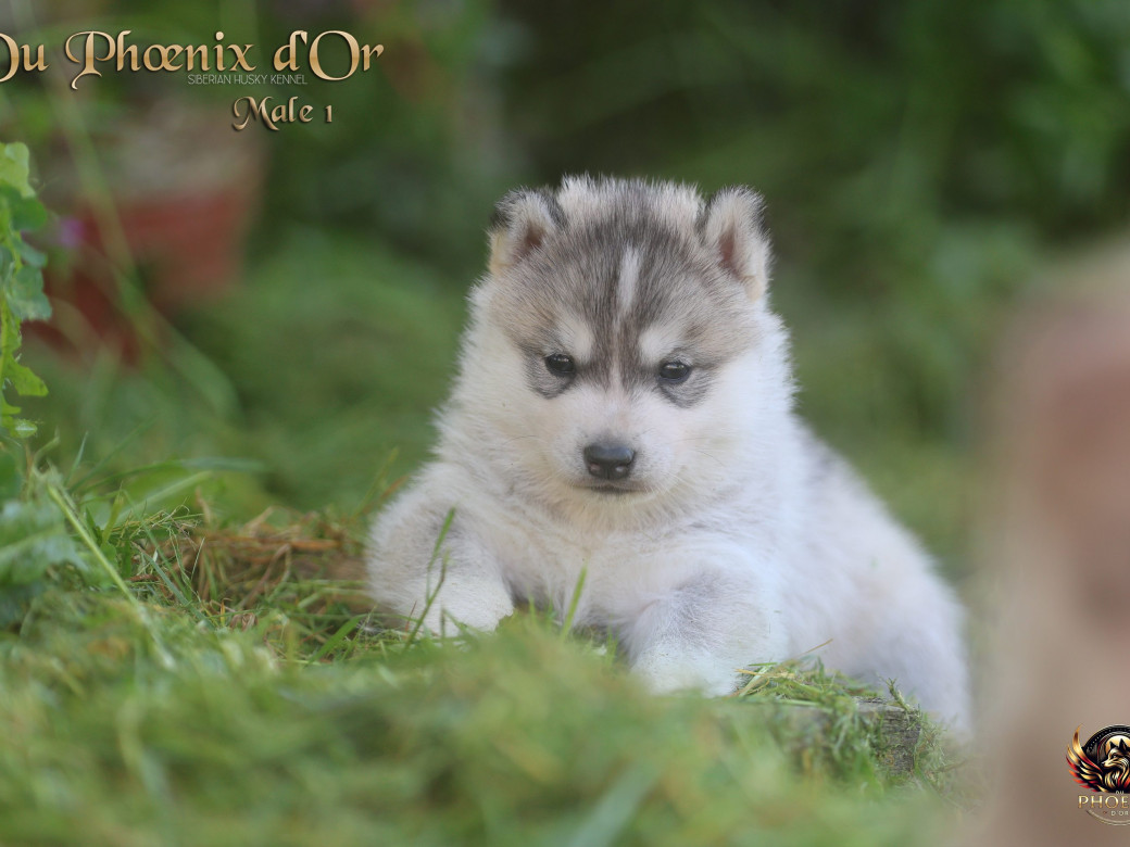 Photo 1 de Mâle 1 - Shana x Unix (Mars 2026)