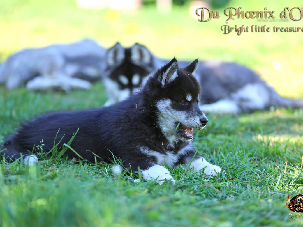 Photo 10 de Femelle 1 - Serena x Ragnar (Février 2026)