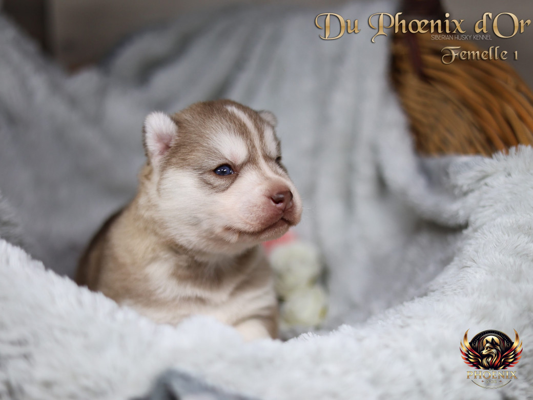 Photo 28 de Femelle 1 - Pandora x Moky (Janvier 2026)