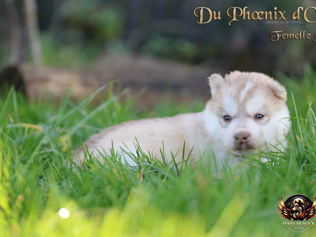 Photo 38 de Femelle 5 - Pandora x Moky (Janvier 2026)