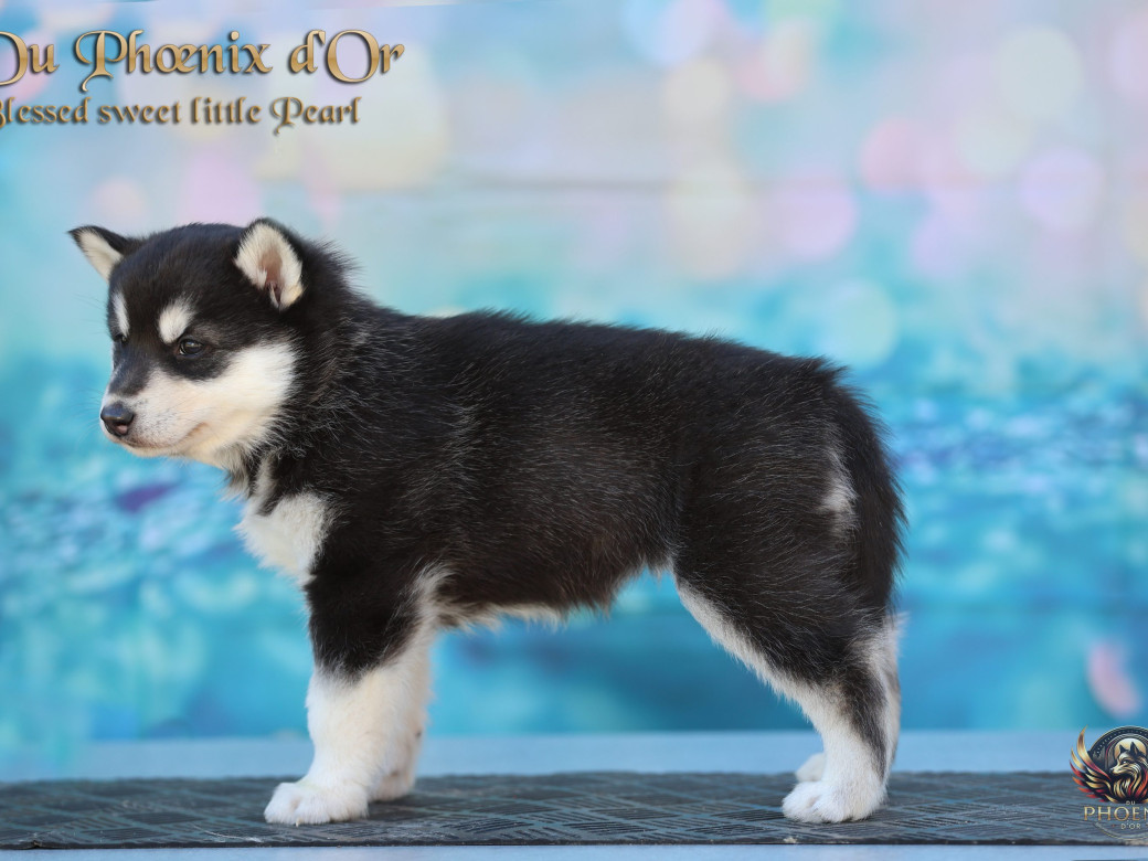 Photo 9 de Femelle 2 - Serena x Ragnar (Février 2026)