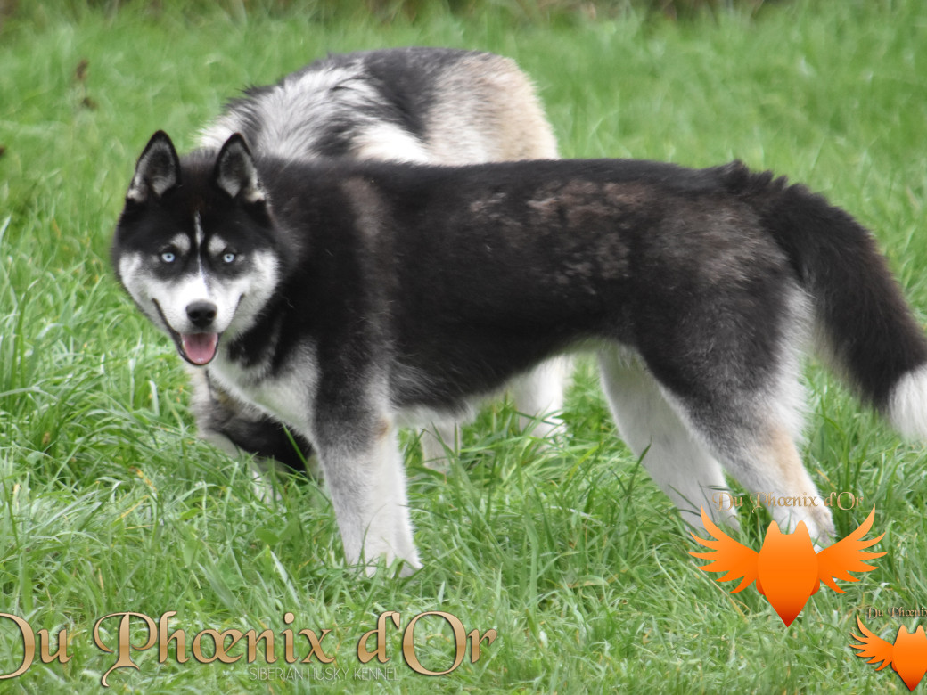 Picture of Uncover black pearl