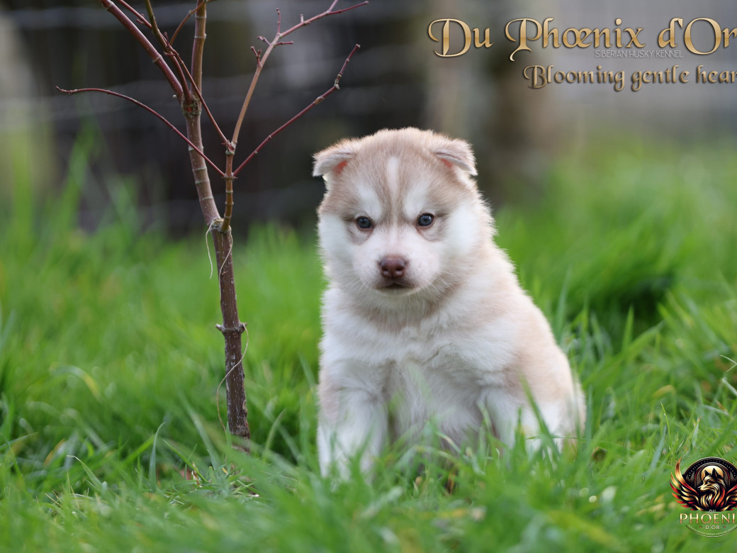 Photo 21 de Femelle 1 - Pandora x Moky (Janvier 2026)