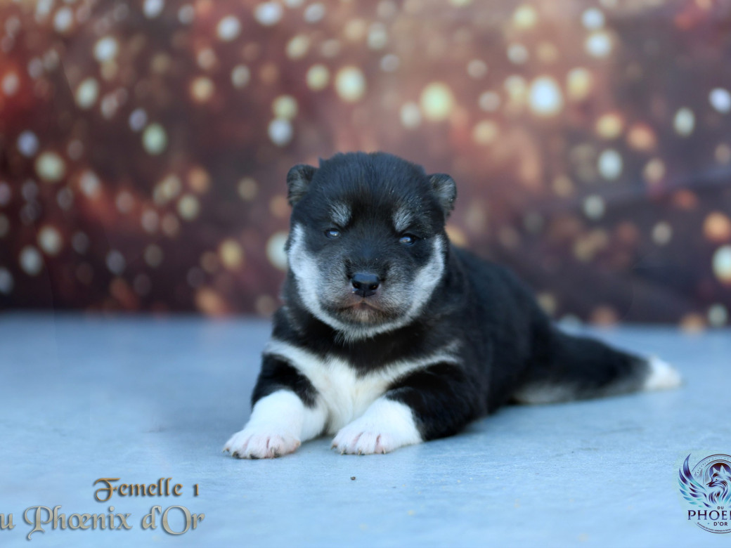 Photo 21 de Femelle 1 - Serena x Ragnar (Février 2026)