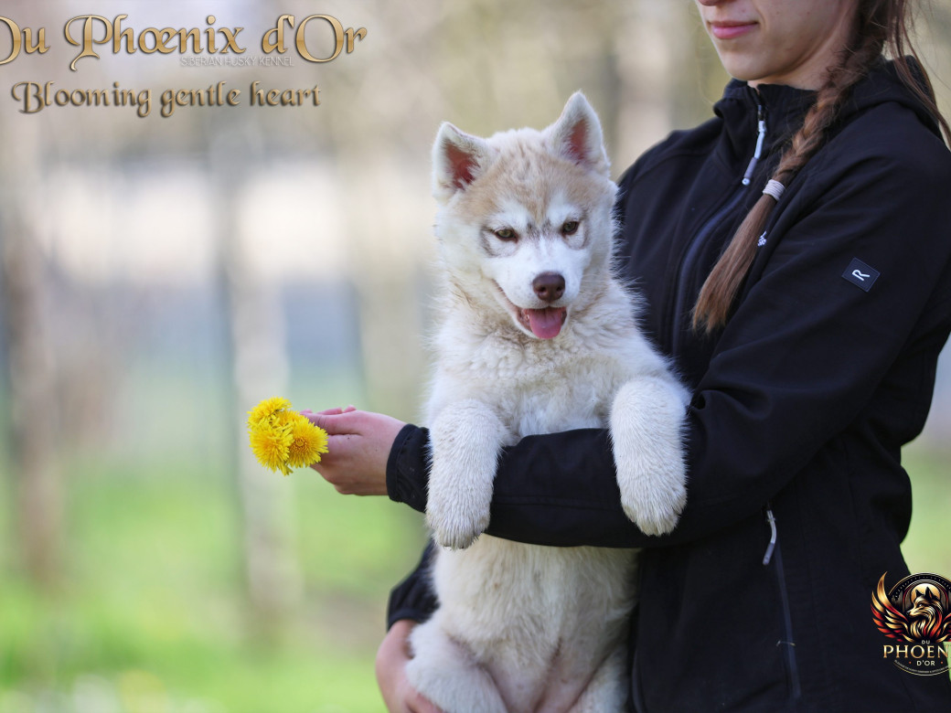 Photo 8 de Femelle 1 - Pandora x Moky (Janvier 2026)