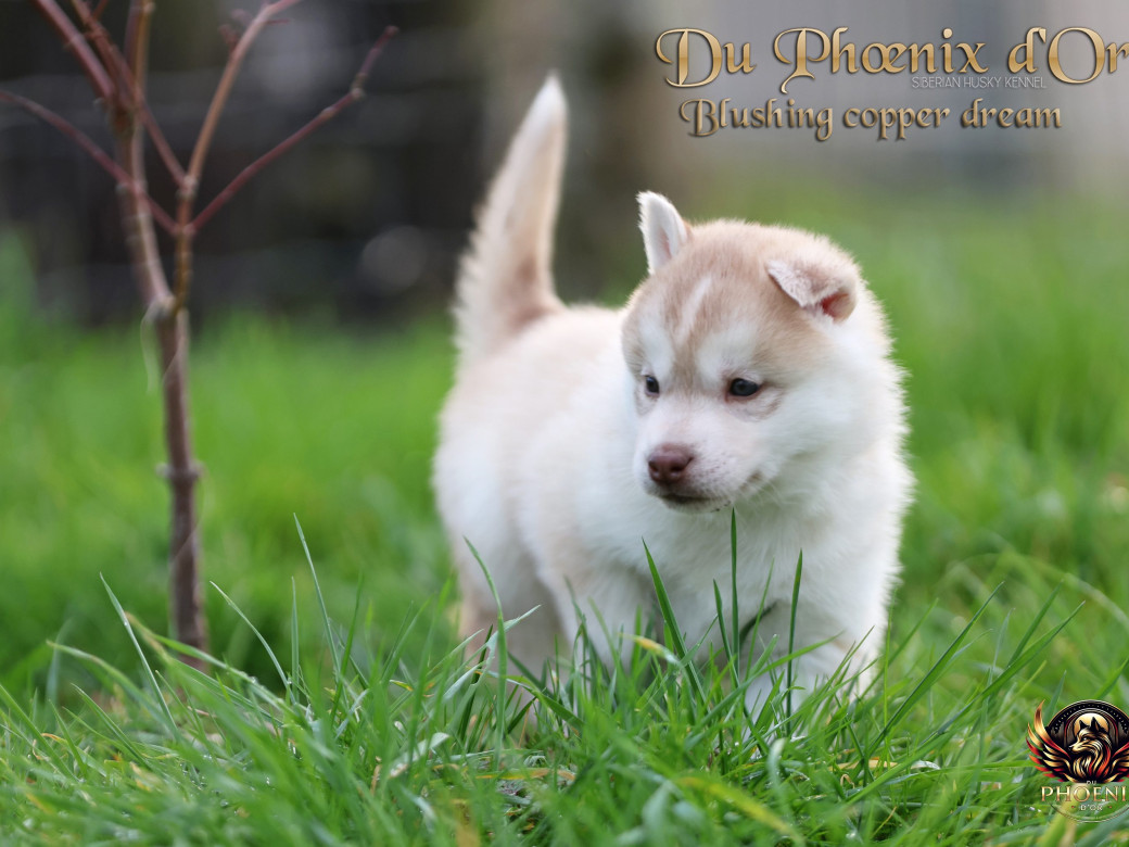 Photo 31 de Femelle 5 - Pandora x Moky (Janvier 2026)