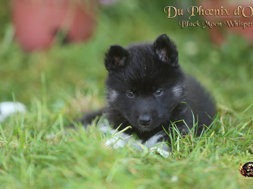 Photo 5 de Femelle 1 - Moon x Ultra (Mars 2026)