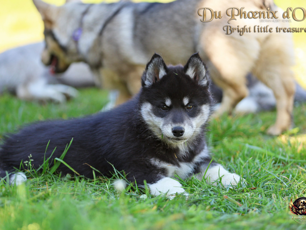 Photo 9 de Femelle 1 - Serena x Ragnar (Février 2026)