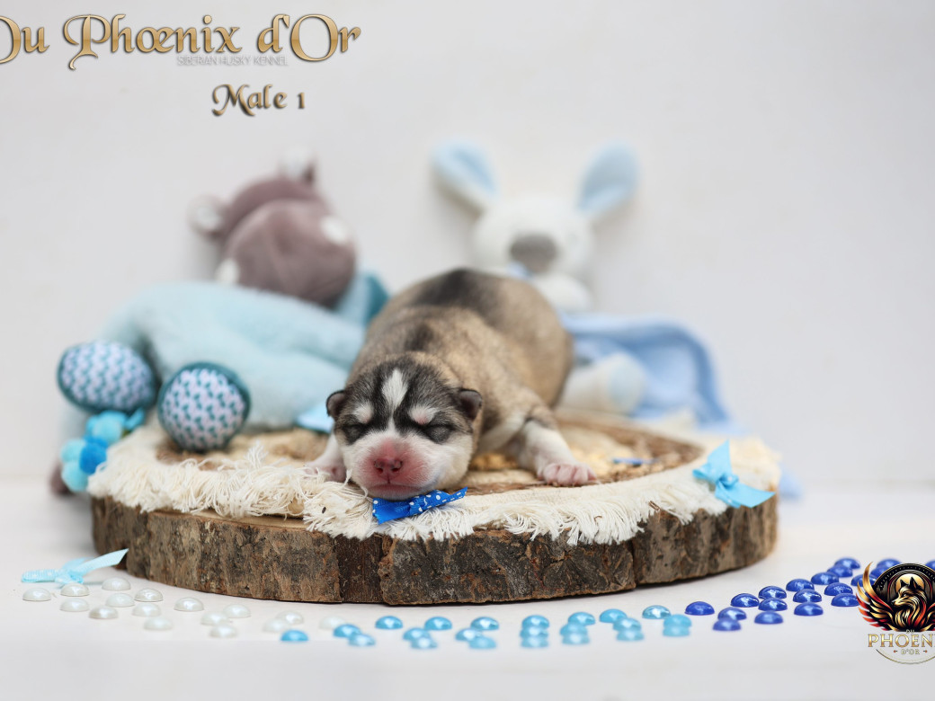 Photo 5 de Mâle 1 - Shana x Unix (Mars 2026)